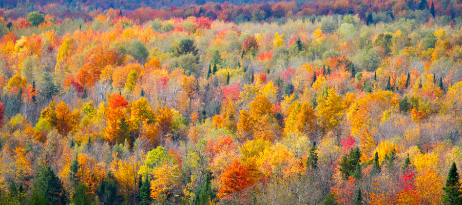 Fall in Quebec, Canada